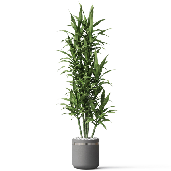 Plants collection 792