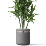 Plants collection 792