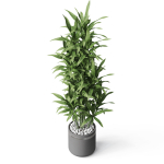 Plants collection 792