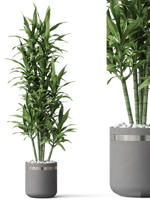 Plants collection 792