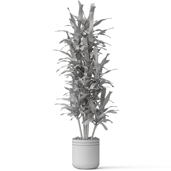 Plants collection 792