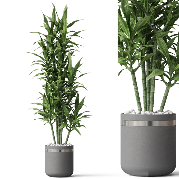 Plants collection 792
