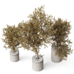 Plants collection 793