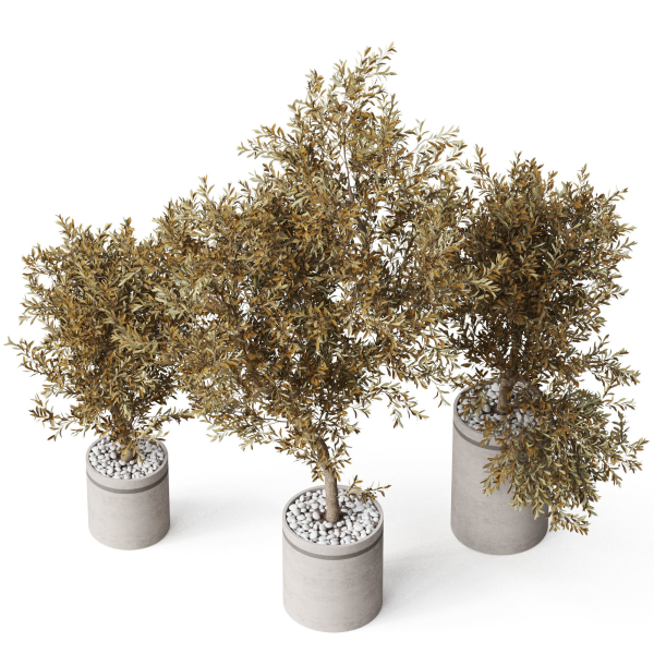 Plants collection 793