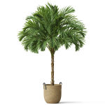 Plants collection 797
