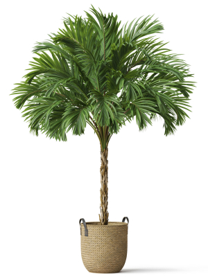 plants-collection-797-3d-model-max-obj-fbx-c4d-blend
