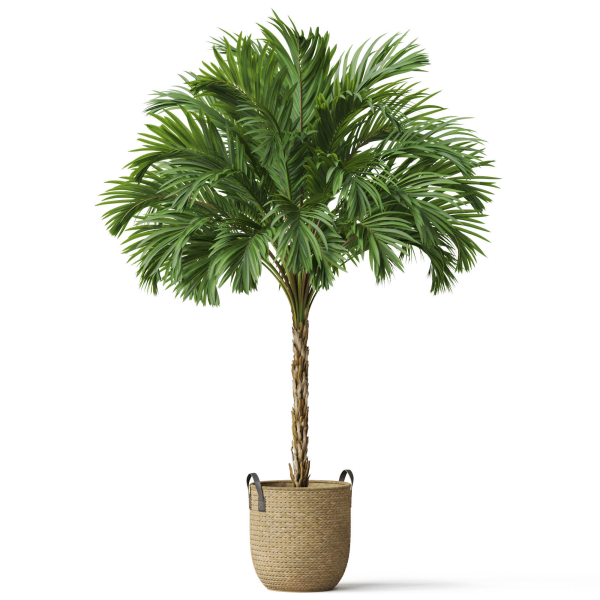 Plants collection 797