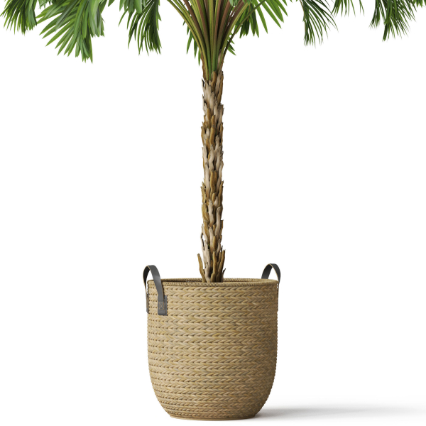 Plants collection 797