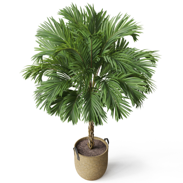Plants collection 797