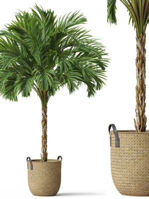 Plants collection 797