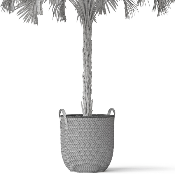 Plants collection 797
