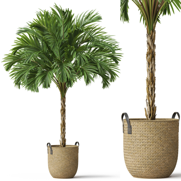 Plants collection 797