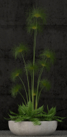 Plants collection 80
