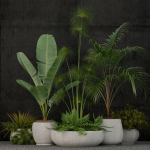 Plants collection 80