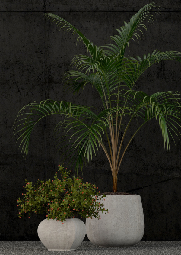 Plants collection 80