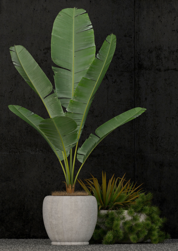Plants collection 80