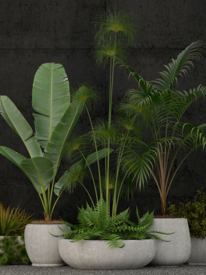 Plants collection 80