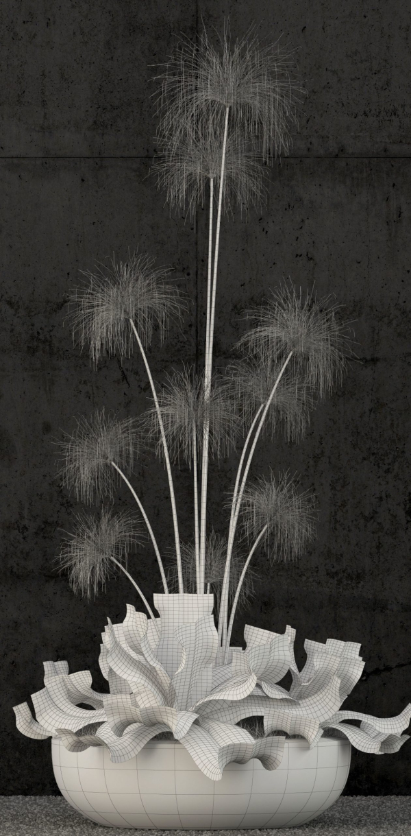 Plants collection 80