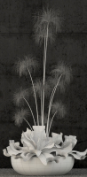 Plants collection 80