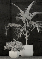 Plants collection 80