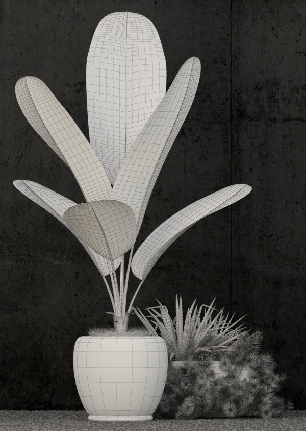 Plants collection 80