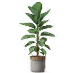 Plants collection 801