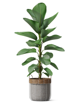 plants-collection-801-3d-model-max-obj-fbx-c4d-blend