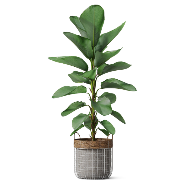 Plants collection 801