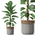 Plants collection 801
