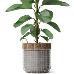 Plants collection 801