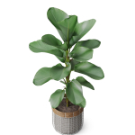 Plants collection 801