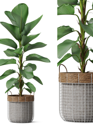 Plants collection 801
