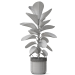 Plants collection 801