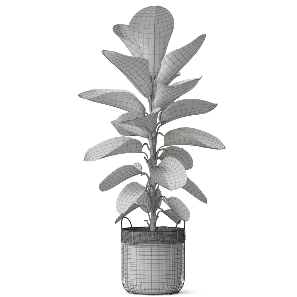 Plants collection 801