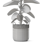 Plants collection 801