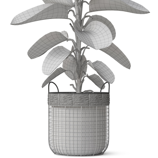 Plants collection 801