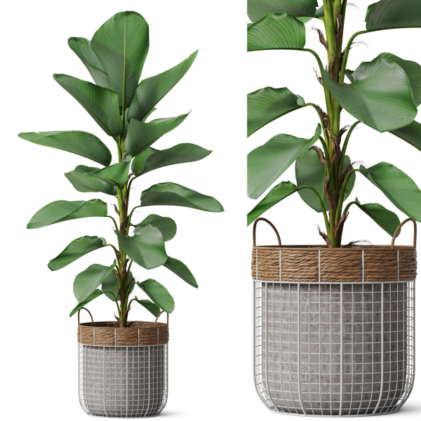 Plants collection 801