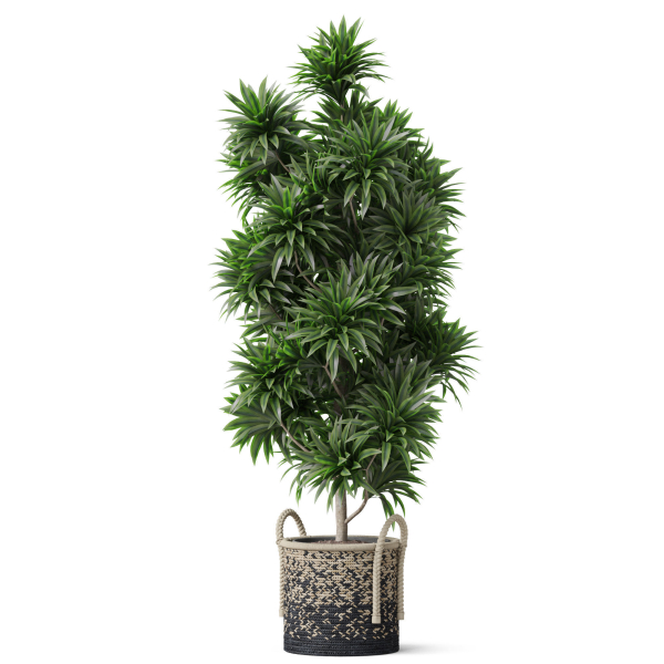 Plants collection 803