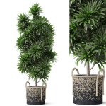 Plants collection 803