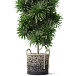 Plants collection 803