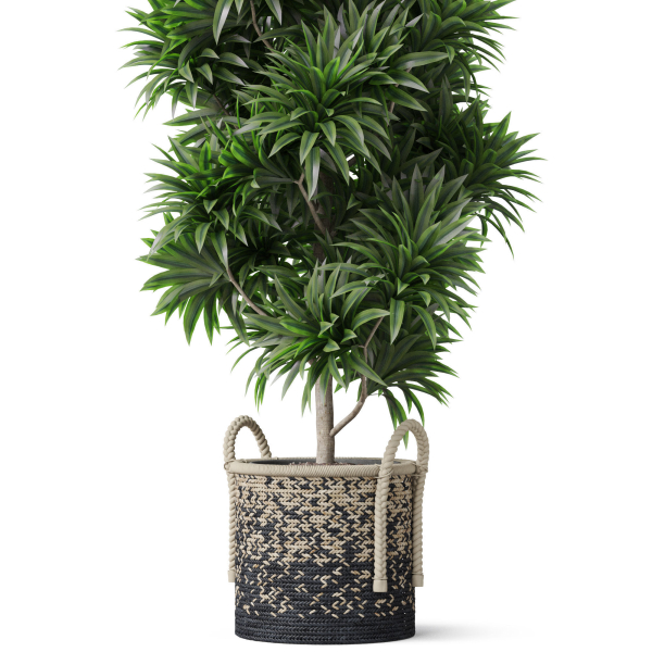 Plants collection 803