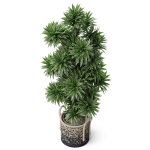 Plants collection 803