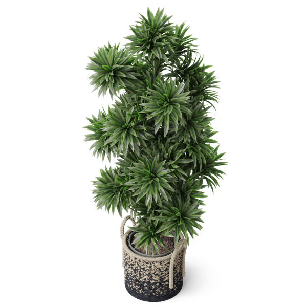 Plants collection 803