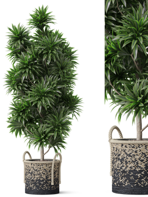 Plants collection 803