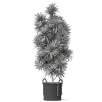 Plants collection 803