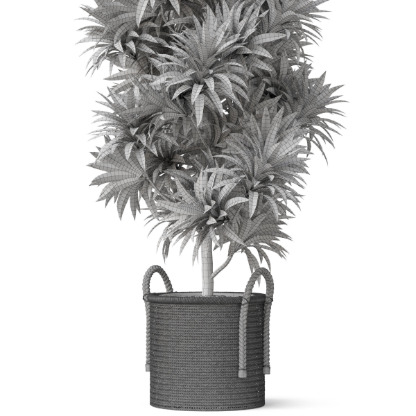 Plants collection 803