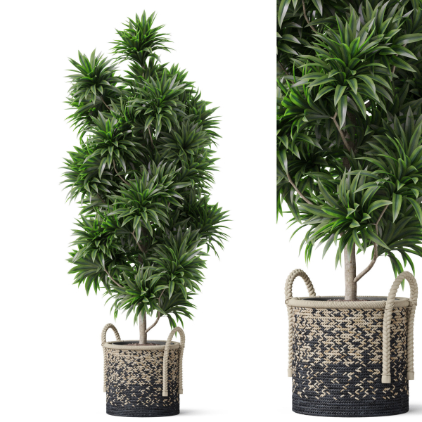 Plants collection 803