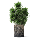 Plants collection 804