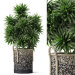 Plants collection 804