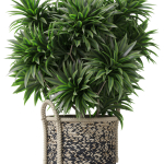 Plants collection 804